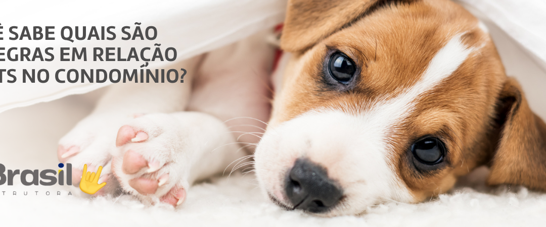Você sabe quais são as regras em relação à pets no condomínio?