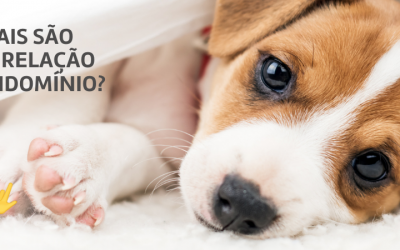 Você sabe quais são as regras em relação à pets no condomínio?